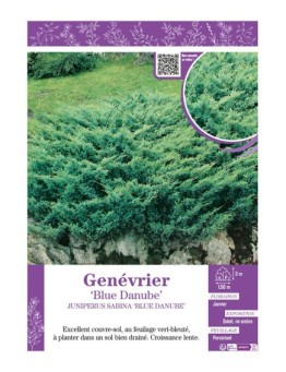 JUNIPERUS SABINA BLUE DANUBE voir Genévrier