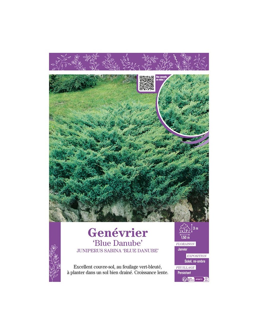 JUNIPERUS SABINA BLUE DANUBE voir Genévrier