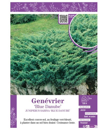 JUNIPERUS SABINA BLUE DANUBE voir Genévrier