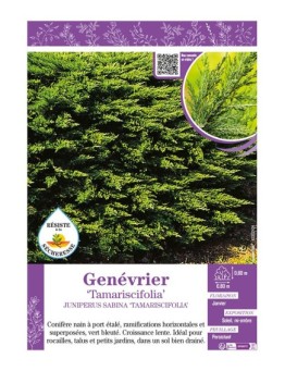JUNIPERUS SABINA TAMARISCIFOLIA voir GENÉVRIER