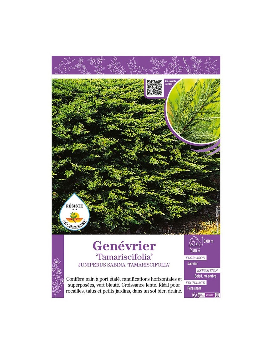 JUNIPERUS SABINA TAMARISCIFOLIA voir GENÉVRIER