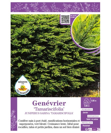 JUNIPERUS SABINA TAMARISCIFOLIA voir GENÉVRIER