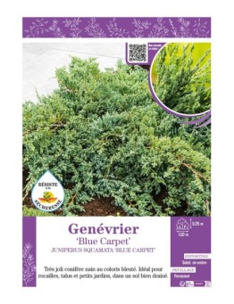 JUNIPERUS SQUAMATA BLUE CARPET voir GENÉVRIER
