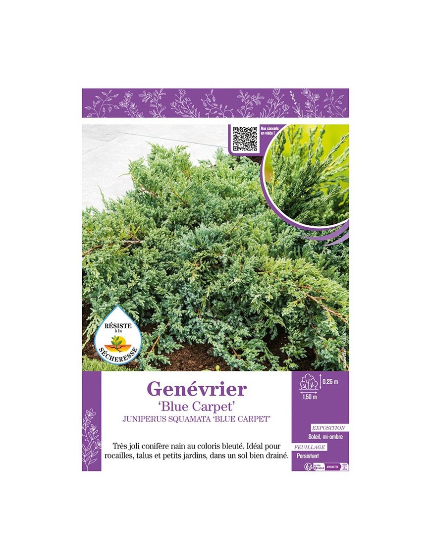 JUNIPERUS SQUAMATA BLUE CARPET voir GENÉVRIER