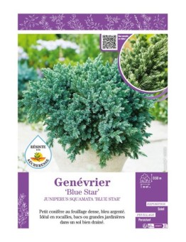 JUNIPERUS SQUAMATA BLUE STAR voir GENÉVRIER