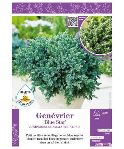JUNIPERUS SQUAMATA BLUE STAR voir GENÉVRIER