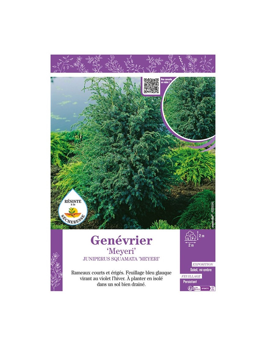 JUNIPERUS SQUAMATA MEYERI voir GENÉVRIER