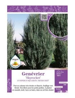 JUNIPERUS SQUAMATA SKYROCKET voir GENÉVRIER