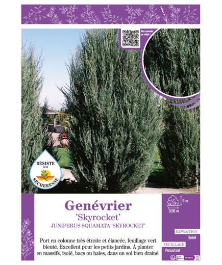 JUNIPERUS SQUAMATA SKYROCKET voir GENÉVRIER