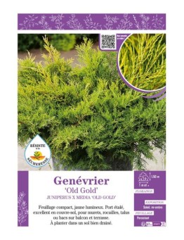 JUNIPERUS X MEDIA OLD GOLD voir GENÉVRIER