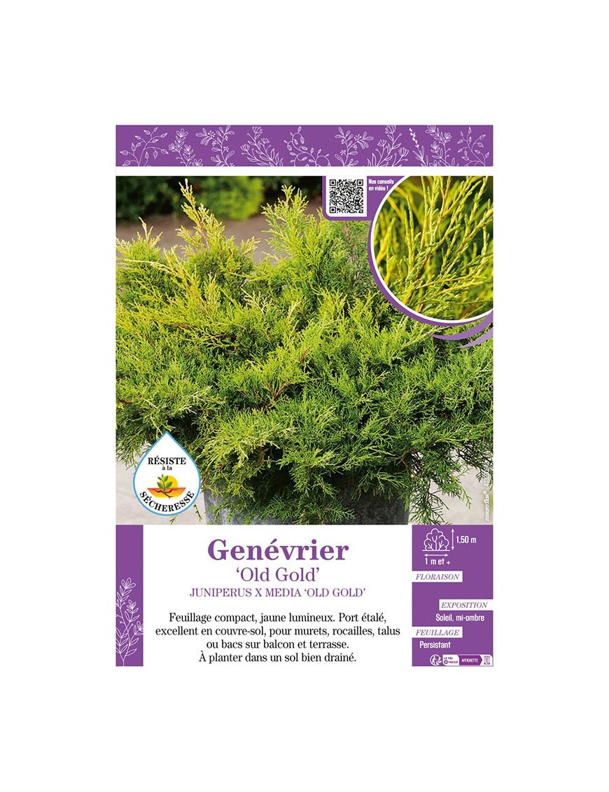 JUNIPERUS X MEDIA OLD GOLD voir GENÉVRIER