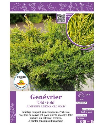 JUNIPERUS X MEDIA OLD GOLD voir GENÉVRIER
