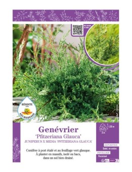 JUNIPERUS X MEDIA PFITZERIANA GLAUCA voir GENÉVRIER