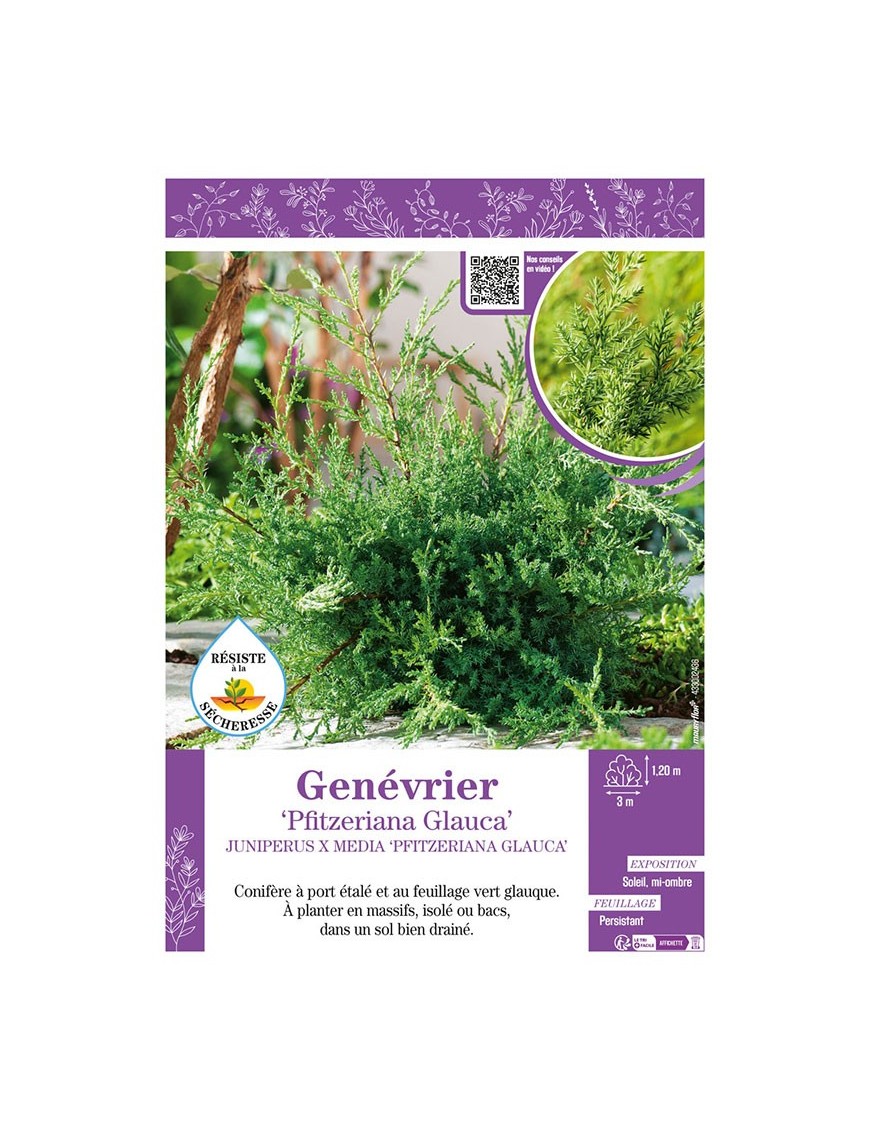 JUNIPERUS X MEDIA PFITZERIANA GLAUCA voir GENÉVRIER