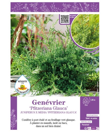 JUNIPERUS X MEDIA PFITZERIANA GLAUCA voir GENÉVRIER