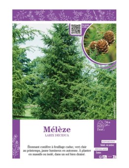 LARIX DECIDUA voir MÉLÈZE