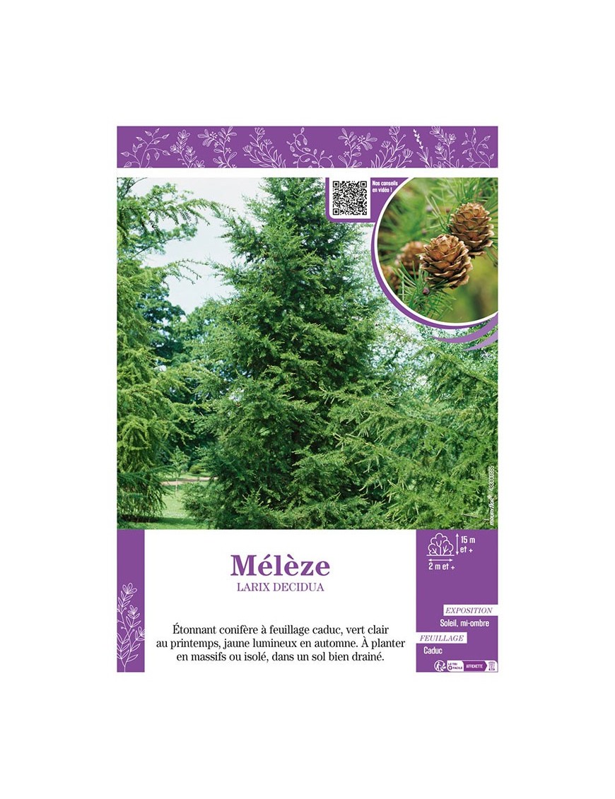 LARIX DECIDUA voir MÉLÈZE