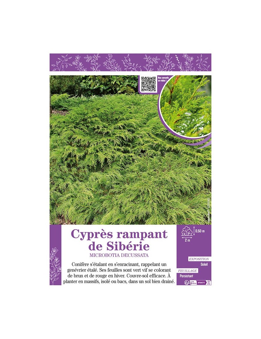 MICROBOTIA DECUSSATA voir Cyprès rampant de Sibérie