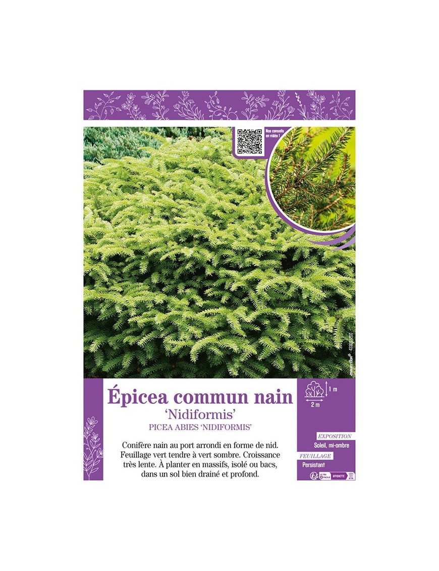 PICEA ABIES NIDIFORMIS voir ÉPICÉA COMMUN NAIN