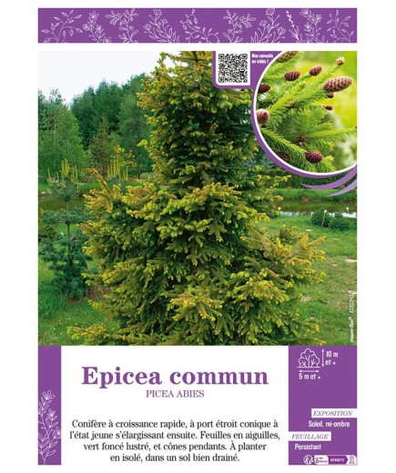 PICEA ABIES voir ÉPICÉA COMMUN (EXCELSA SAPIN DE NOËL)