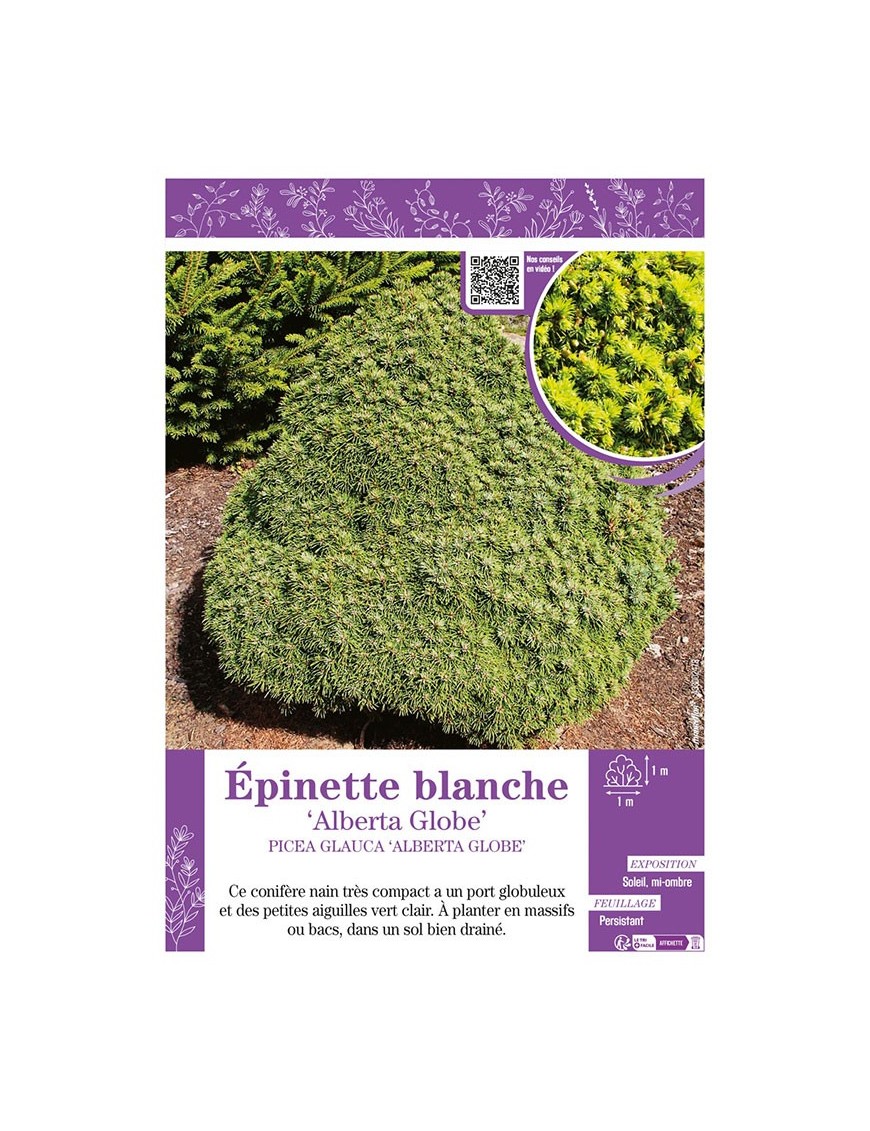 PICEA GLAUCA ALBERTA GLOBE voir ÉPINETTE BLANCHE