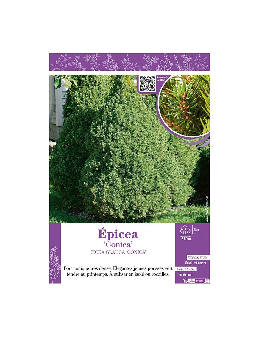 PICEA GLAUCA CONICA voir ÉPICÉA