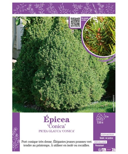 PICEA GLAUCA CONICA voir ÉPICÉA