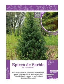 PICEA OMORIKA voir ÉPICÉA DE SERBIE