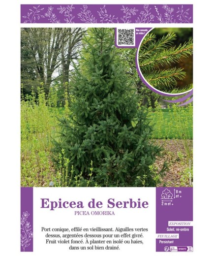 PICEA OMORIKA voir ÉPICÉA DE SERBIE
