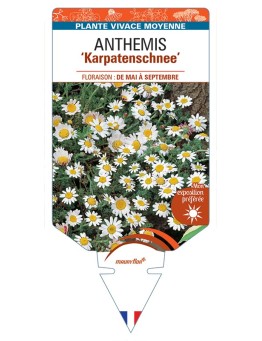 ANTHEMIS Karpatenschnee