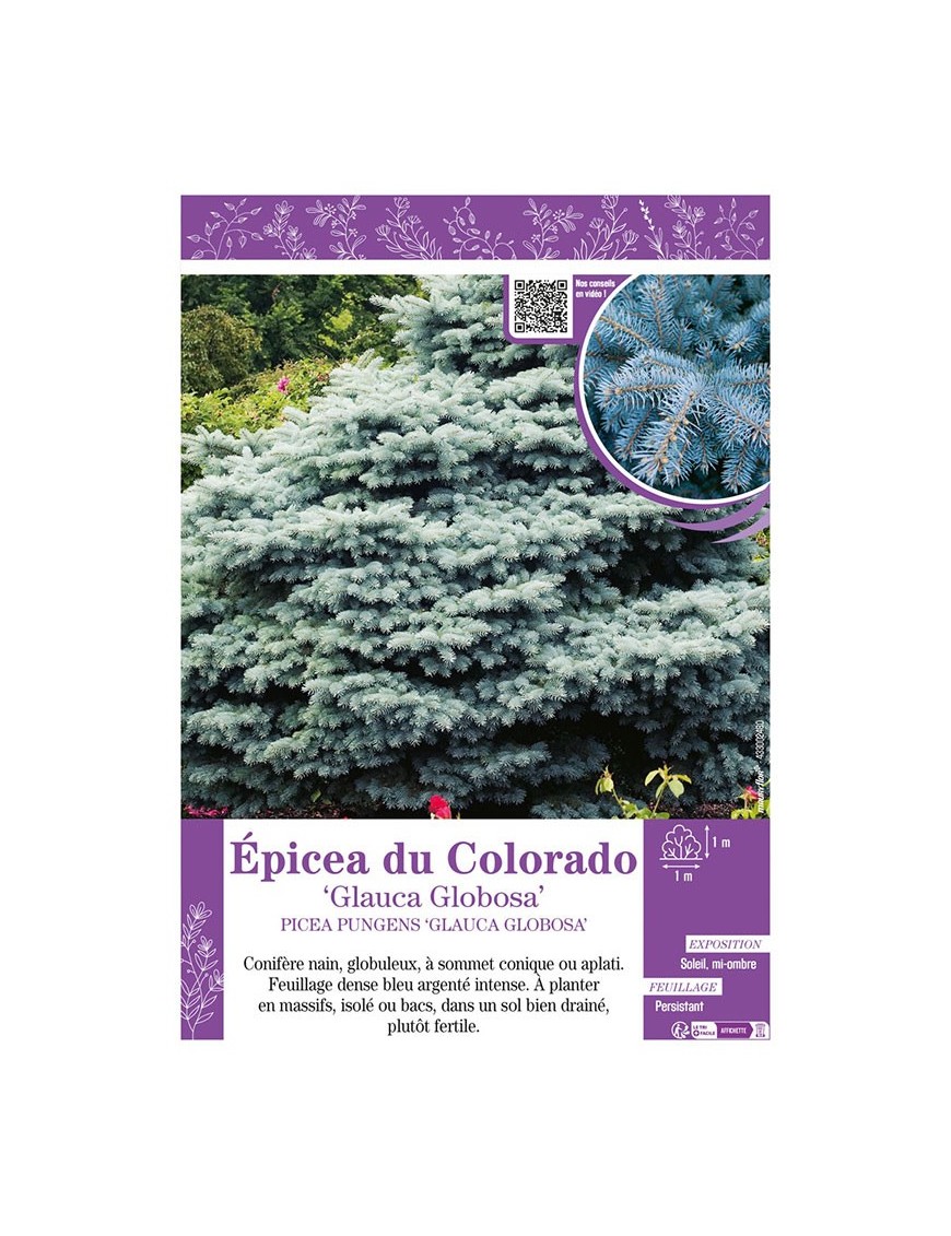 PICEA PUNGENS GLAUCA GLOBOSA voir ÉPICÉA DU COLORADO