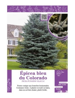 PICEA PUNGENS GLAUCA voir ÉPICÉA BLEU DU COLORADO