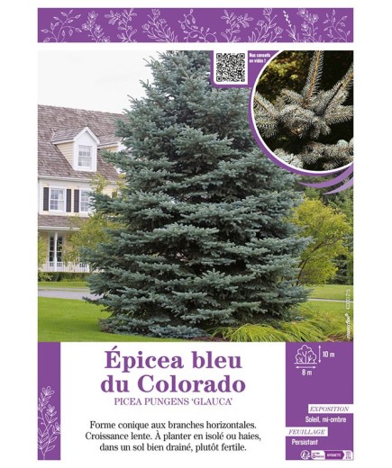 PICEA PUNGENS GLAUCA voir ÉPICÉA BLEU DU COLORADO