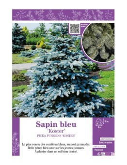 PICEA PUNGENS KOSTER voir SAPIN BLEU