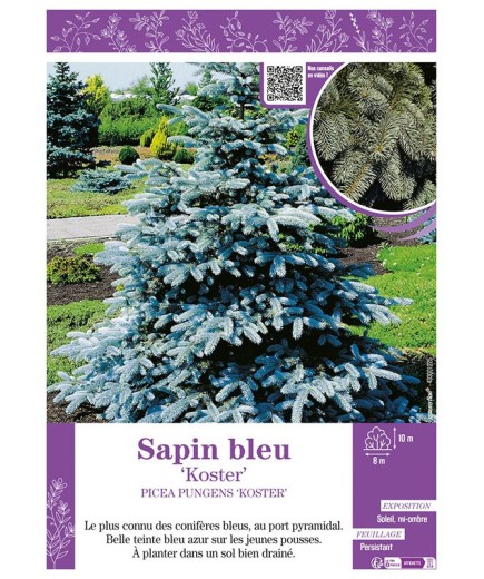 PICEA PUNGENS KOSTER voir SAPIN BLEU