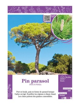 PIN PARASOL PINUS PINEA