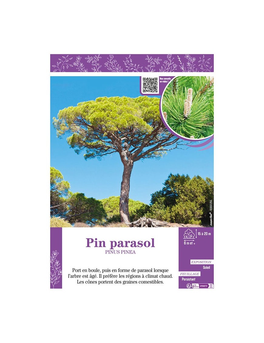PIN PARASOL PINUS PINEA