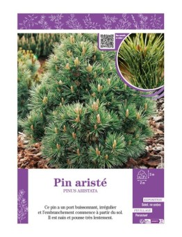 PINUS ARISTATA voir Pin aristé