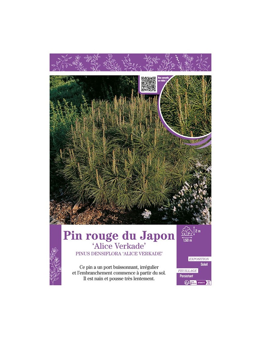 PINUS DENSIFLORA ALICE VERKADE voir PIN ROUGE DU JAPON