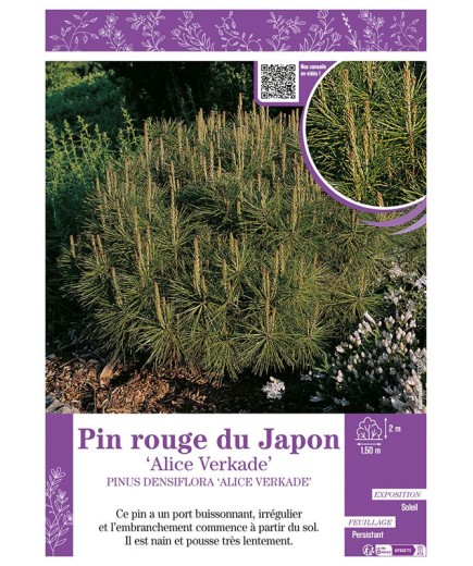 PINUS DENSIFLORA ALICE VERKADE voir PIN ROUGE DU JAPON