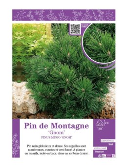 PINUS MUGO GNOM voir PIN DE MONTAGNE