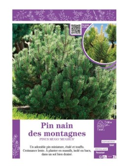 PINUS MUGO MUGHUS voir PIN NAIN DES MONTAGNES