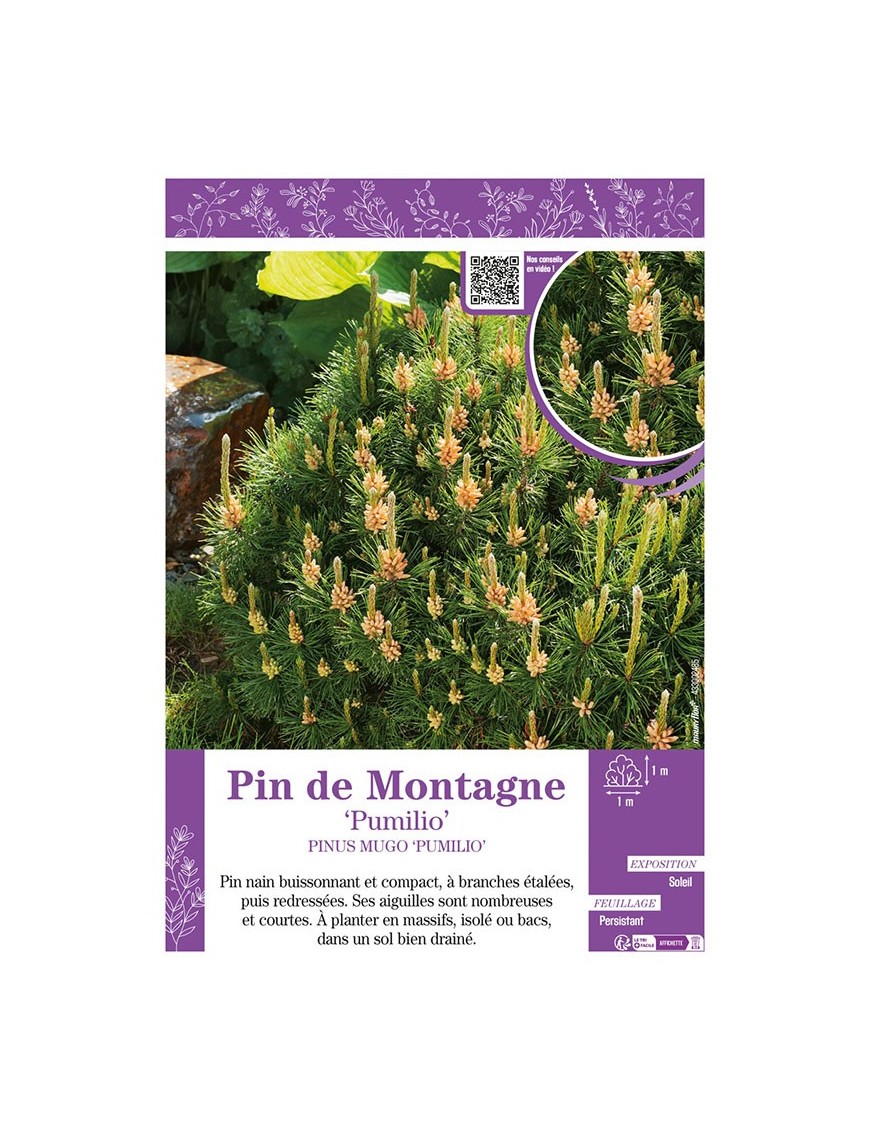 PINUS MUGO PUMILIO voir PIN DE MONTAGNE