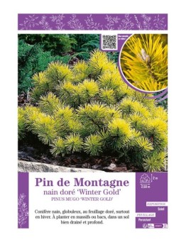 PINUS MUGO WINTER GOLD voir PIN DE MONTAGNE NAIN DORÉ