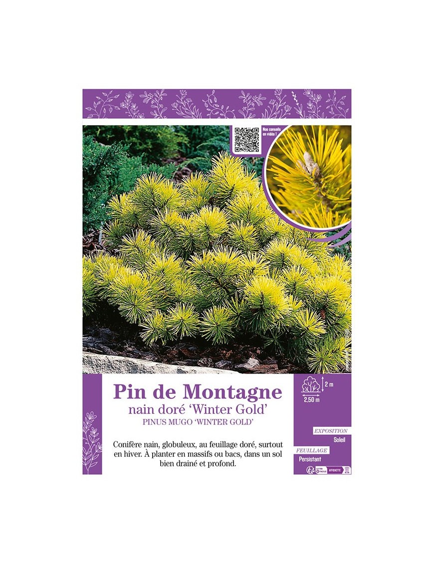 PINUS MUGO WINTER GOLD voir PIN DE MONTAGNE NAIN DORÉ