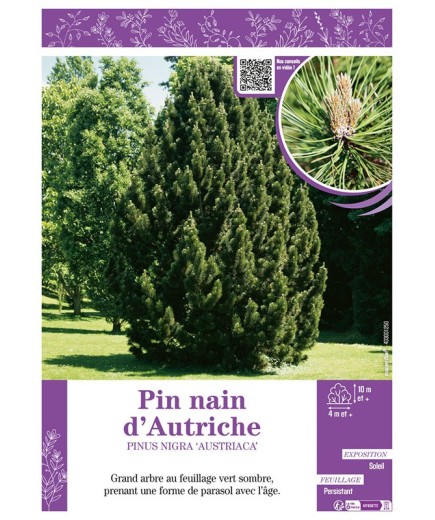 PINUS NIGRA AUSTRIACA voir PIN NAIN D'AUTRICHE