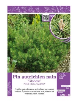 PINUS NIGRA GLOBOSA voir PIN AUTRICHIEN NAIN