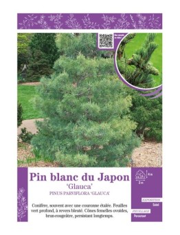 PINUS PARVIFLORA GLAUCA voir PIN BLANC DU JAPON