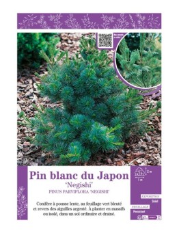 PINUS PARVIFLORA NEGISHI voir PIN BLANC DU JAPON