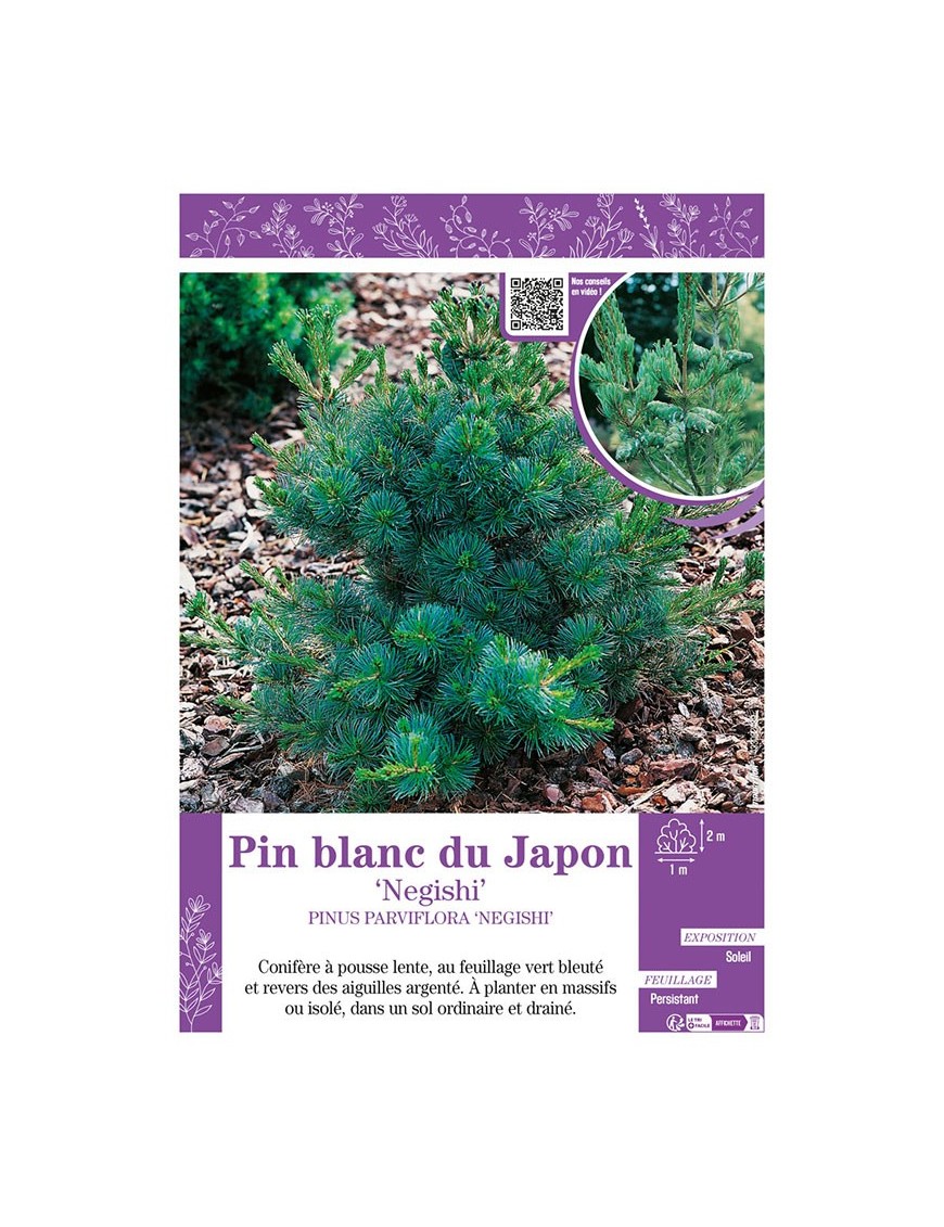 PINUS PARVIFLORA NEGISHI voir PIN BLANC DU JAPON